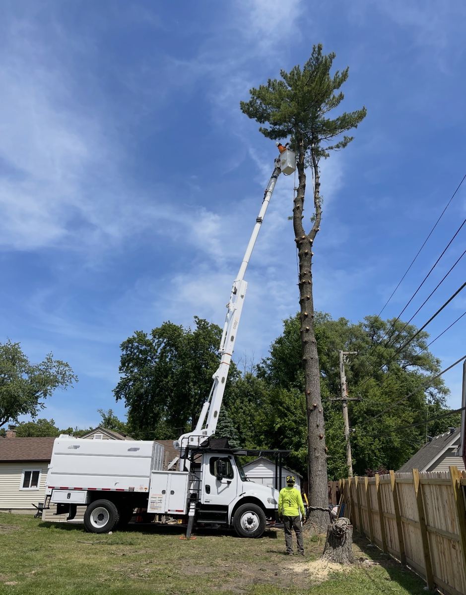 Tall Pine Removal
