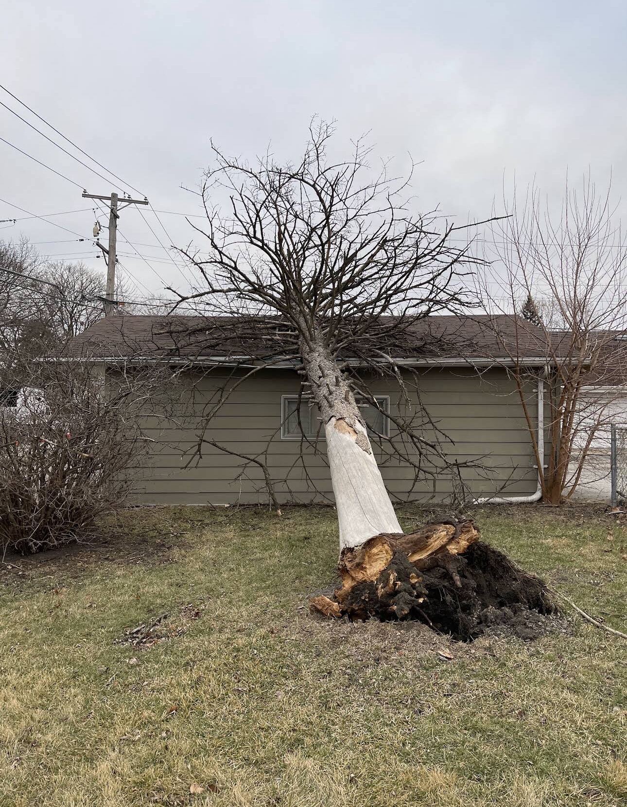 Before tree removal